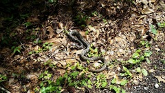 Coluber constrictor anthicus