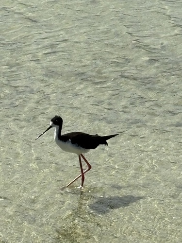 Himantopus mexicanus observed 2026-10-05