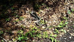 Coluber constrictor anthicus