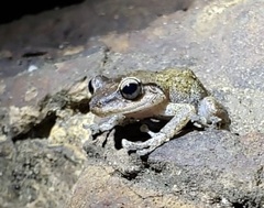 Eleutherodactylus coqui