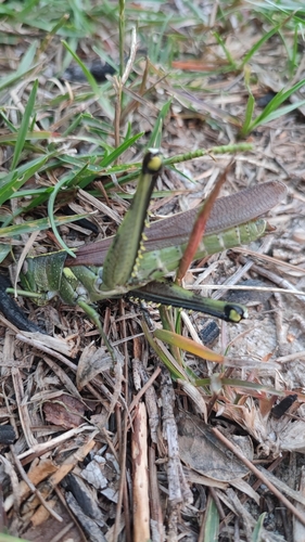 Obscure Bird Grasshopper