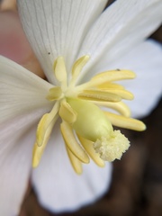 Podophyllum peltatum