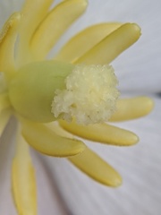 Podophyllum peltatum