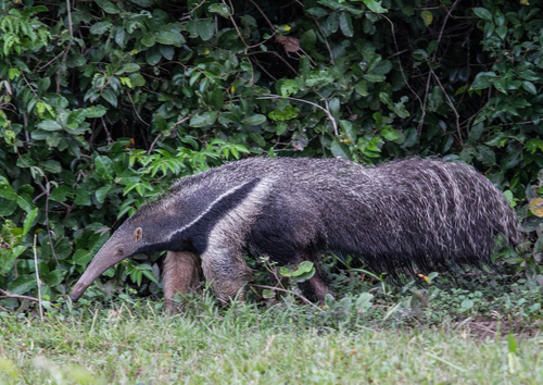 Giant Anteater, photo 6 of 8