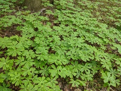 Podophyllum peltatum