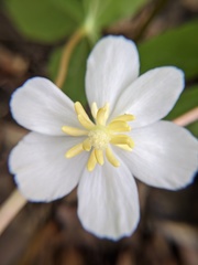 Podophyllum peltatum