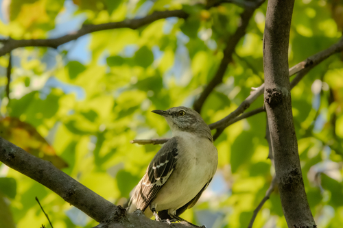 Northern Mockingbird