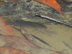 Trichopodus trichopterus