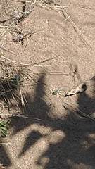 Bembix americana comata