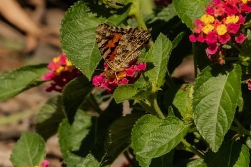 Painted Lady