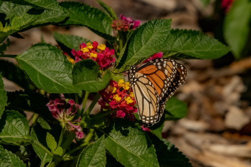 Monarch