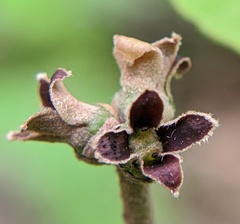 Hamamelis virginiana