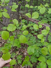 Hormaphis hamamelidis