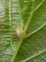 Hormaphis hamamelidis