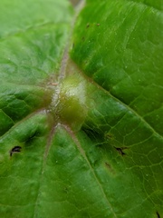 Hormaphis hamamelidis