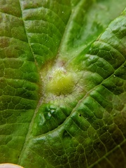 Hormaphis hamamelidis