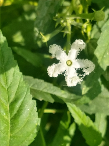 Trichosanthes cucumerina observed 2026-10-04
