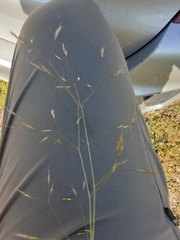 Deschampsia danthonioides