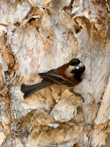 Chestnut-backed Chickadee