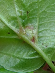 Hormaphis hamamelidis