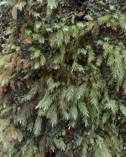 Pyrrhobryum spiniforme observed 2026-10-05