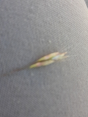 Deschampsia danthonioides
