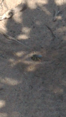 Bembix americana comata