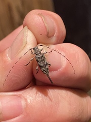 Graphisurus fasciatus