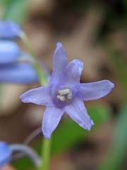 Hyacinthoides non-scripta