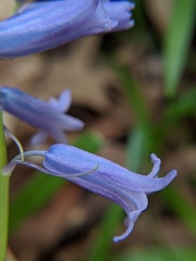 Hyacinthoides non-scripta