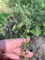 Galium virgatum