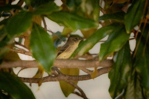 Eastern Phoebe