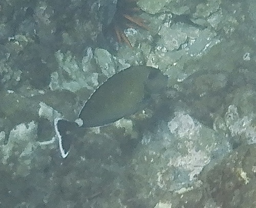 Naso annulatus observed 2026-10-05