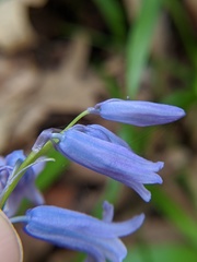Hyacinthoides non-scripta