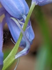 Hyacinthoides non-scripta
