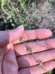 Galium virgatum