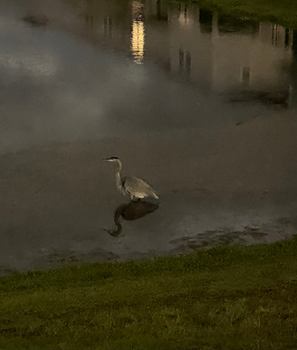 Great Blue Heron