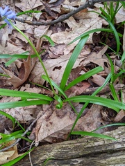 Hyacinthoides non-scripta
