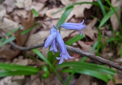 Hyacinthoides non-scripta