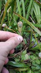 Pterostylis ophioglossa