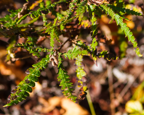 sweetfern