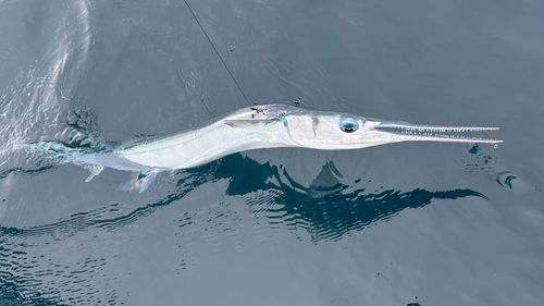 Tylosurus acus observed 2026-10-03