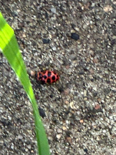 Spotted Pink Lady Beetle