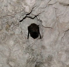 Barbastella barbastellus