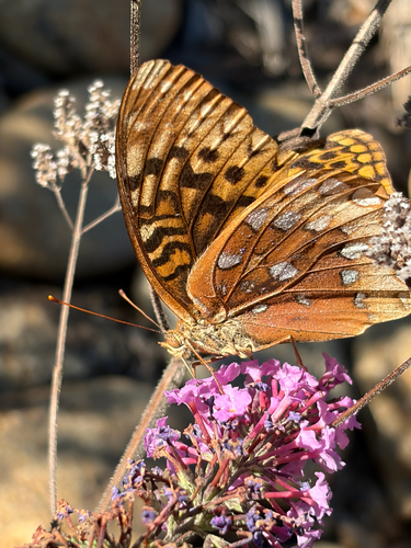 Great Spangled Fritillary