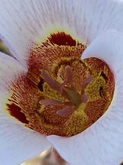 Calochortus vestae