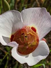 Calochortus vestae