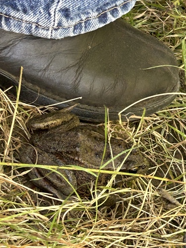 Northern Red-legged Frog