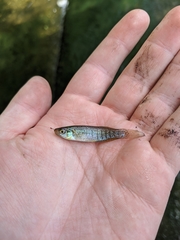 Fundulus dispar
