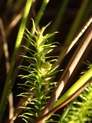 Lateristachys lateralis